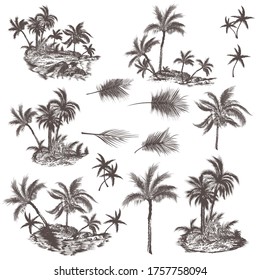 Big collection of hand drawn palm trees for design, vector illustration