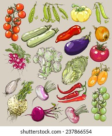 Big Collection Of Hand-drawn Vegetables, Vector Illustration In Vintage Style. Realistic Image.