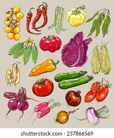 Big collection of hand-drawn vegetables, vector illustration in vintage style. Realistic image.