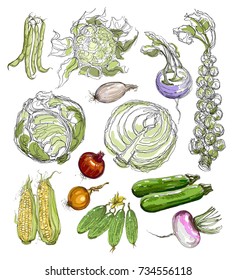 Big collection of hand-drawn vegetables, vector illustration in vintage style. Realistic image. Elements for design.