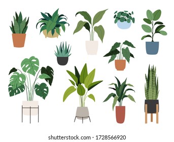 Big collection of indoor house plants. Bundle of decorative trendy plants growing in pots, planters. Urban jungle, cozy scandinavian home decor. Floral template for web, card, poster, sticker, banner