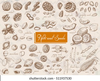 Big collection of isolated nuts and seeds. Vector illustration for your design