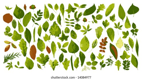 The big collection of leaves