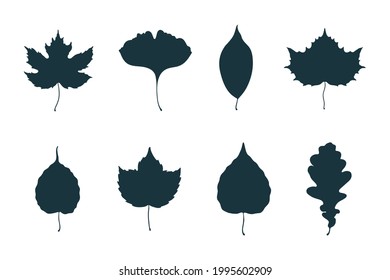 Big collection of maple, oak, elm, aspen, hop and ginkgo biloba leaves. Vector isolated fallen leaf silhouettes.