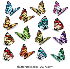 Big collection of realistic butterflies. Vector