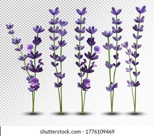 Big collection realistic flowers violet lavender. Tender bouquet lavender. Fragrant lavender on transparent background. Bunch beautiful lavender closeup. 3d vector illustration.