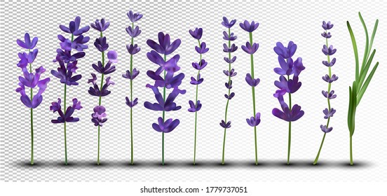 Big collection realistic flowers violet lavender. Tender bouquet lavender. Fragrant lavender on transparent background. Bunch beautiful lavender closeup. 3d vector illustration