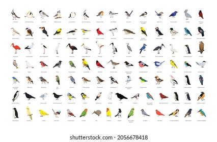 Big collection realistic vector birds 
