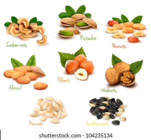 Big collection of ripe nuts and seeds. Vector.