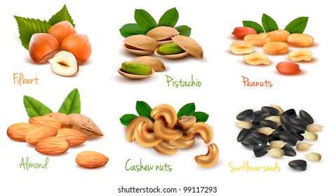 Big collection of ripe nuts and seeds. Vector