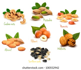 Big collection of ripe nuts. Vector.