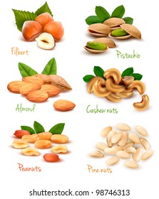 Big collection of ripe nuts. Vector