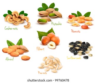 Big collection of ripe nuts. Vector.