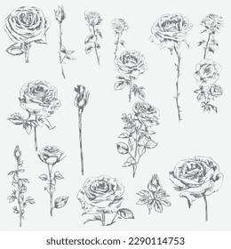 Big collection of rose flowers, leaves, buds and stems. Hand-drawn realistic open and unblown rosebuds. Decoration vector element greeting card, wedding invitation. Vector illustration