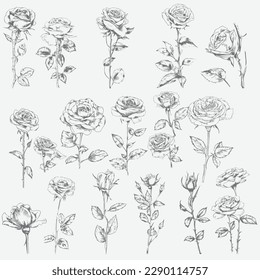 Big collection of rose flowers, leaves, buds and stems. Hand-drawn realistic open and unblown rosebuds. Decoration vector element greeting card, wedding invitation. Vector illustration