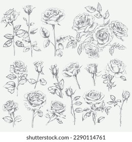 Big collection of rose flowers, leaves, buds and stems. Hand-drawn realistic open and unblown rosebuds. Decoration vector element greeting card, wedding invitation. Vector illustration