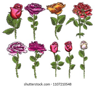 Big collection of roses and leafs for design. Set of highly detailed flowers in hand drawn style. Vector.