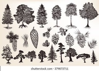 Big collection or set of hand drawn trees in engraved style