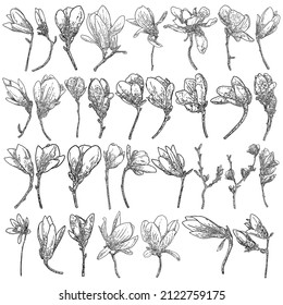 Big collection set of magnolia flowers and leaves drawing illustration. Blooming on the branch for patterns creator. Hand drawn flowers from real trees twigs in the forest and park. Vector.
