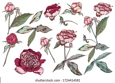 Big collection or set of vector hand drawn peony flowers in vintage botanical style pastel colors