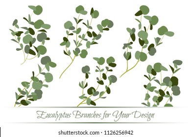 Big Collection of Silver Dollar Eucalyptus Leaves. Vector Branches. Vintage Foliage. Elegant Herbal Elements for Wedding Design, Invitation, Greeting. Different Eucalyptus Leaves in Watercolor Style.