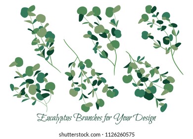 Big Collection of Silver Dollar Eucalyptus Leaves. Vector Branches. Vintage Foliage. Elegant Herbal Elements for Wedding Design, Invitation, Greeting. Different Eucalyptus Leaves in Watercolor Style.