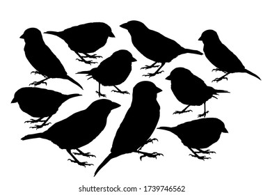 Big collection of Sparrow bird vector silhouette illustration isolated on white background. Little city bird shape portrait. 