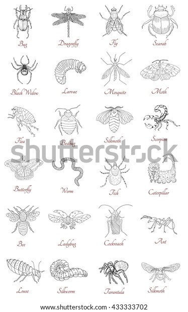 白い背景にさまざまな手描きの昆虫を持つ大きなコレクション 落書き風ラインアートイラストとグラフィックスケッチ アイコンと文字の付いた白黒のベクター画像 ビンテージ動物セット のベクター画像素材 ロイヤリティフリー