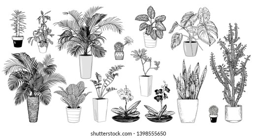  
Big collection of various sketches of indoor plants.  Hand drawn vintage illustration. Vector clipart.
