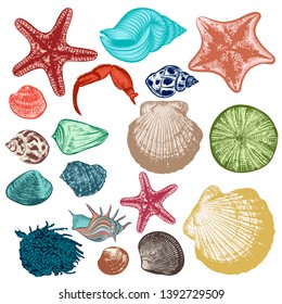 Big collection of vector antique hand drawn shells, starfishes and sea objects for summer design