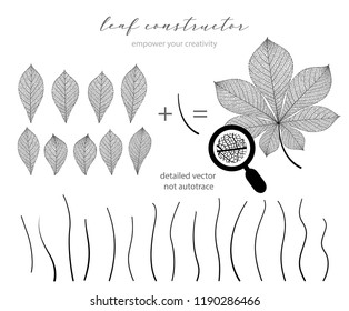 Big collection of vector branch and chestnut leaf, fall, spring, summer. Detailed macro illustration, not autotrace, constructor design