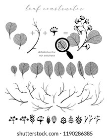 Big collection of vector branch and 
eucalyptus leaf, autumn, spring, summer. Detailed macro illustration, not autotrace, constructor design