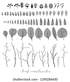 Big collection of vector branch and 
eucalyptus leaf, autumn, spring, summer. Detailed macro illustration, not autotrace, constructor design