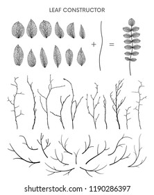 Big collection of vector branch and leaf, autumn, spring, summer. Detailed macro illustration, not autotrace, constructor design