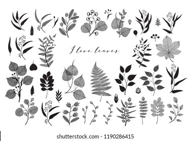 Big collection of vector branch and leaf, autumn, spring, summer. Detailed macro illustration, not autotrace, constructor design