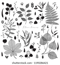 Big collection of vector branch and leaf, autumn, spring, summer. Detailed macro illustration, not autotrace, constructor design