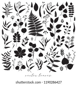 Big collection of vector branch and leaf, fall, spring, summer. Detailed macro illustration, silhouette design