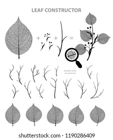 Big collection of vector branch and linden leaf, fall, spring, summer. Detailed macro illustration, not autotrace, constructor design