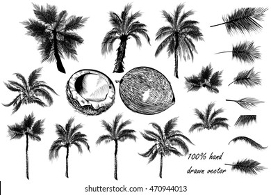 Big collection of vector detailed palm trees and coconut for design