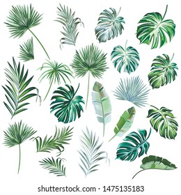 Big collection of vector hand drawn colored palm leaves in bright and pastel green for design