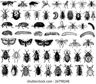 big collection of vector insects