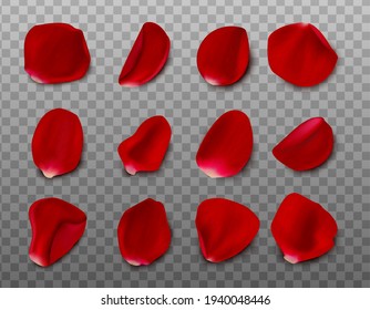 Big collection of vector realistic rose petals on transparent background.