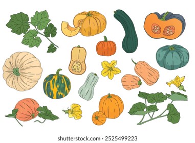 Vector de color grande conjunto de calabazas dibujadas de diferentes Formas con hojas y flores