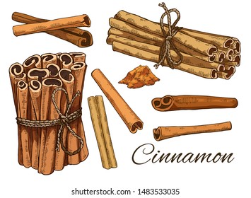 Big Colorful Cinnamon hand drawn set. Including Tied bunch of Cinnamon sticks, sticks and powder. Retro botanical art. Medical herb and spice. Herbal vector illustration isolated on white background