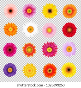 Big Colorful Gerbers Set Transparent Background With Gradient Mesh, Vector Illustration