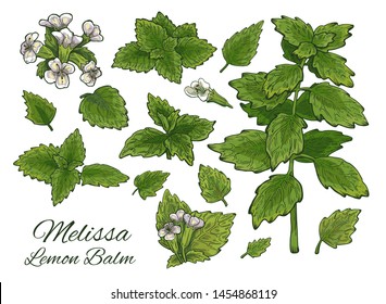 Big Colorful Melissa hand drawn set. Retro botanical line art. Medical herb and spice. Vintage green raw Lemon balm branch, leaves and flowers. Herbal vector illustration isolated on white background