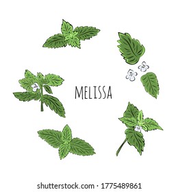 Big colorful melissa hand drawn set. Green seasoning. Medicinal herbs and spices. Harvest green raw lemon balm branches, leaves and flowers. Herbal vector illustration isolated on white background.