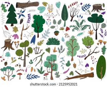 Big and colorful vector set of elements of forest vegetation, trees and plants, hand drawn illustration isolated on background. Clipart collection of woodland herbs, branches, berries, leaves, stumps.