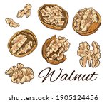 Big Colorful Walnut hand drawn set. Vintage sketch of nuts and kernels. Retro Walnut line art. Vector Illustration isolated on white background