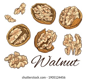 Big Colorful Walnut hand drawn set. Vintage sketch of nuts and kernels. Retro Walnut line art. Vector Illustration isolated on white background